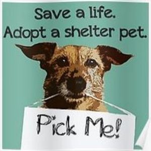 Everything must go! I Posh so I can rescue!